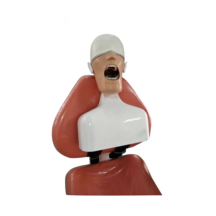 Dental Manikin Phantom Head Dental Simulator Dental Training Models Unit tied to Chair