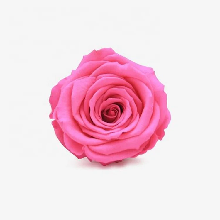 A Grade Best Quality 2-3CM Rose Head Fresh Preserved Roses With Low Price for indoor decor