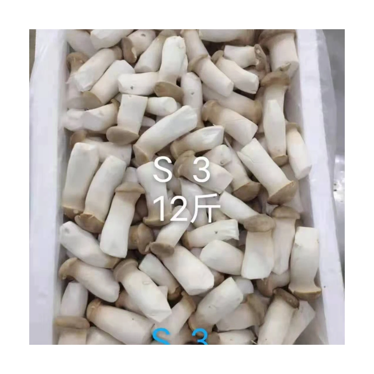 High Quality Material Edible Fungi Fresh King Oyster Mushrooms For Sale