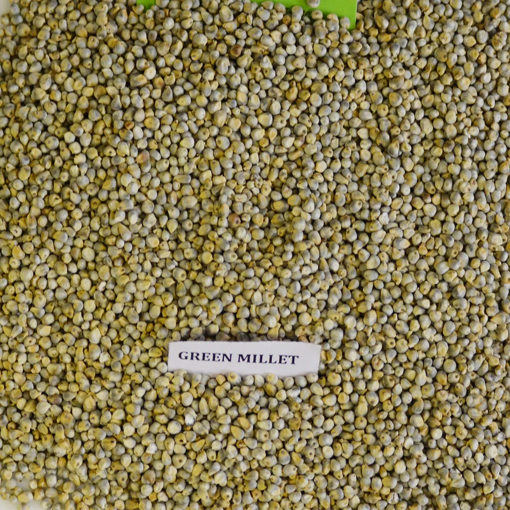 Green Millet Seeds for Animal Feed for Birds Cattle Horses Pigs and Other Animals in Gulf Countries Grain Type