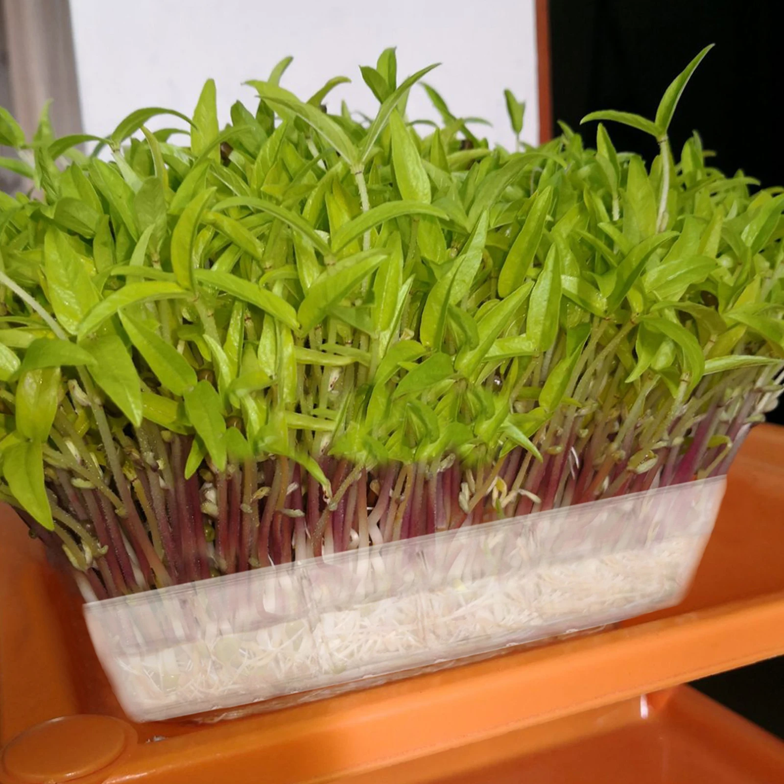 New White Transparent Agricultural Seedling Tray Plant Growing Artificial Plastic Plants for