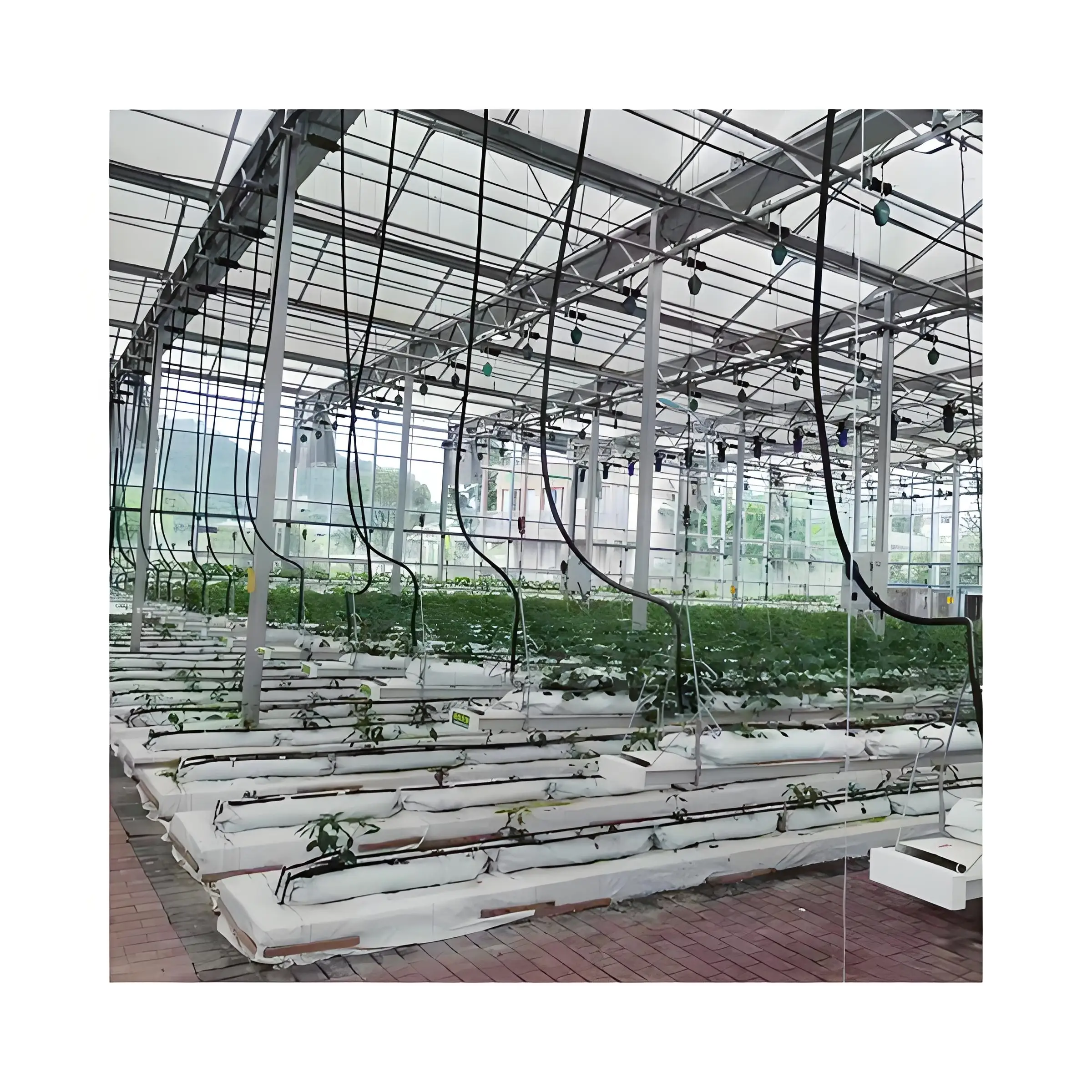 Modern Style High-Efficient Agricultural Greenhouse Hydroponic Growing System for Seed Raising  Glass Green house