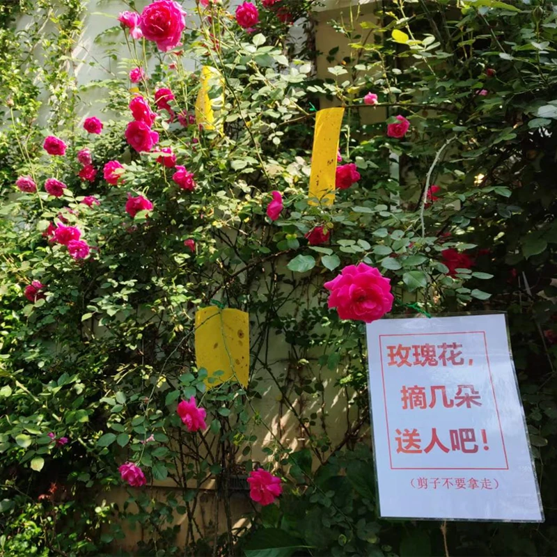 fly glue trap anti moustique aphids white flies fruit fly catcher