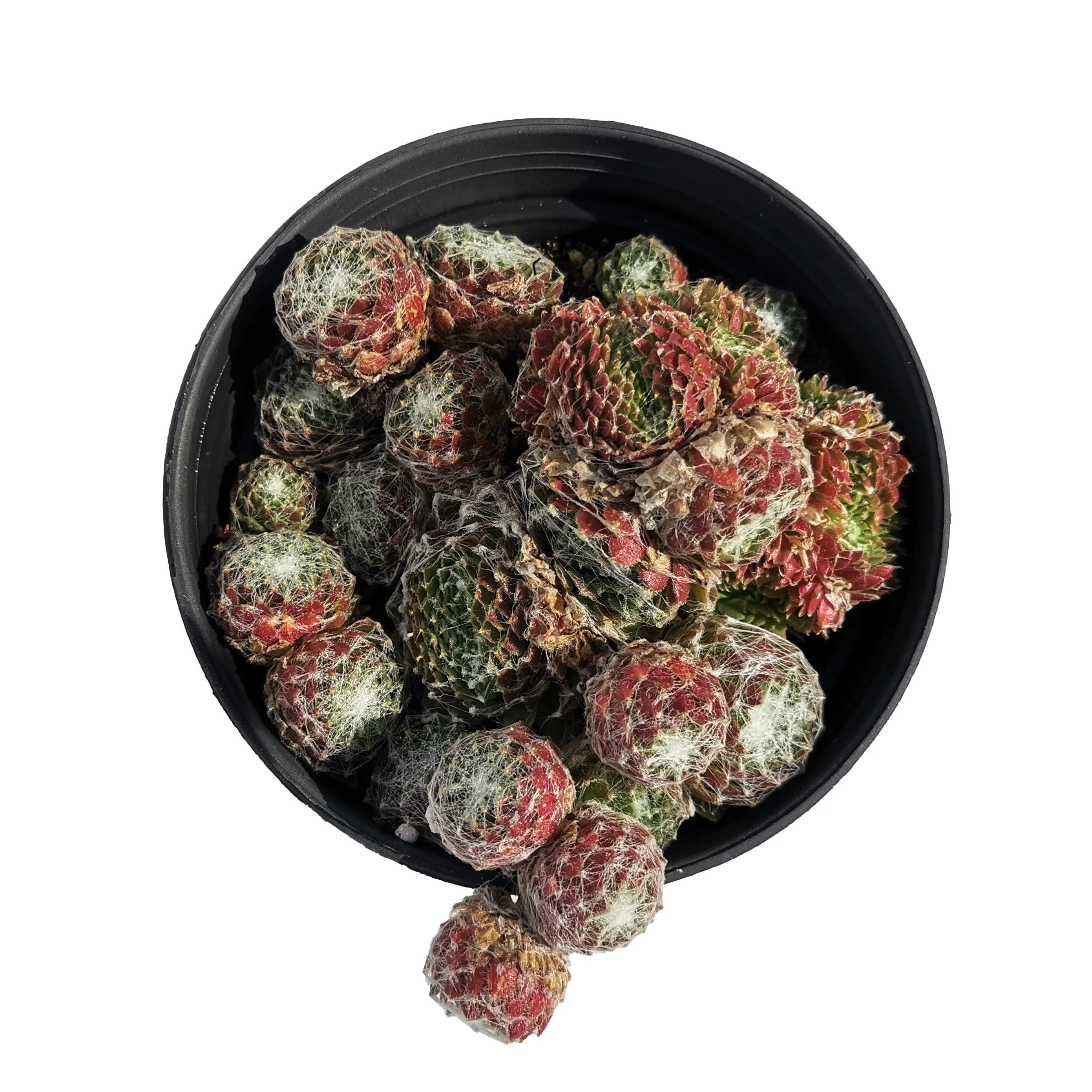 Amazing Sempervivum Arachnoideum Ssp Tomentosum  C B Lehm  Schnittsp Indoor Succulents Live Plants