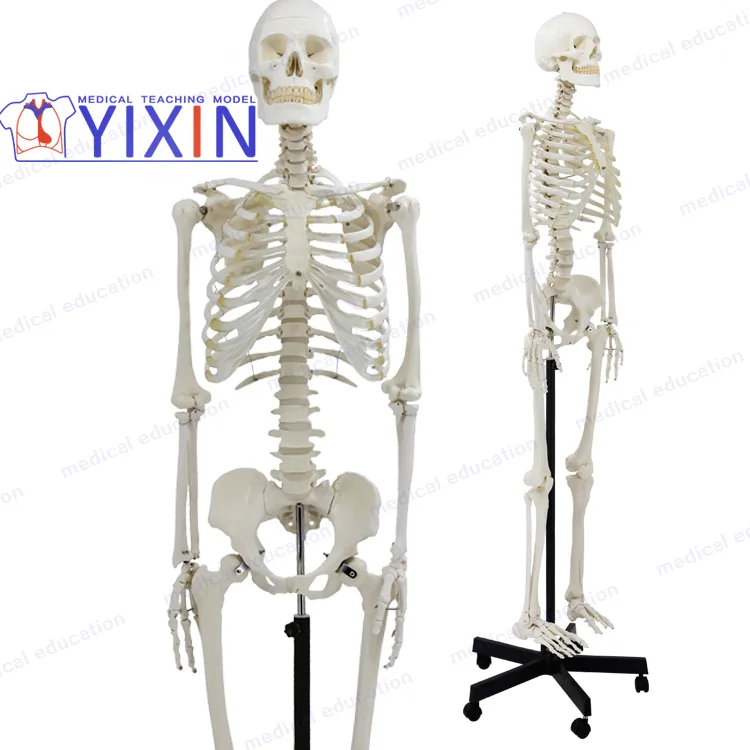 170cm skeleton model, articulated, w/nerve and prolapse