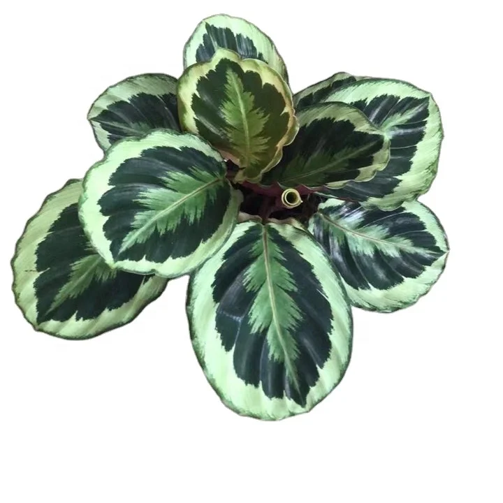 Calathea Marion Сияющая Звезда красочное растение Листва растений