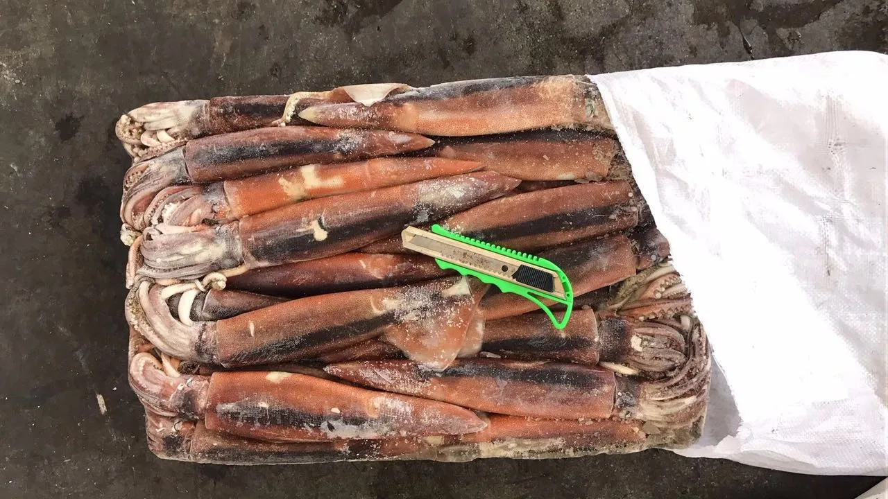  Аргентина цена argentinusбыл и цельным круглым море fisching еды кольца кальмара трубки кольцо главным мерный стаканчик поймать замороженный кальмар иллекс для