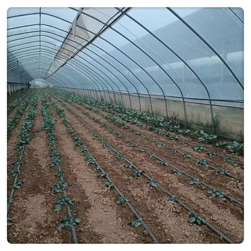 Large Single Span Agricultural Tunnel Greenhouse with Arch Roof Low Cost Steel and Plastic Film Material for Plant Usage