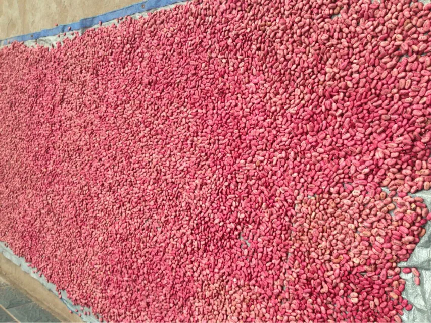 Office Green Landscape Planting Magic Beans