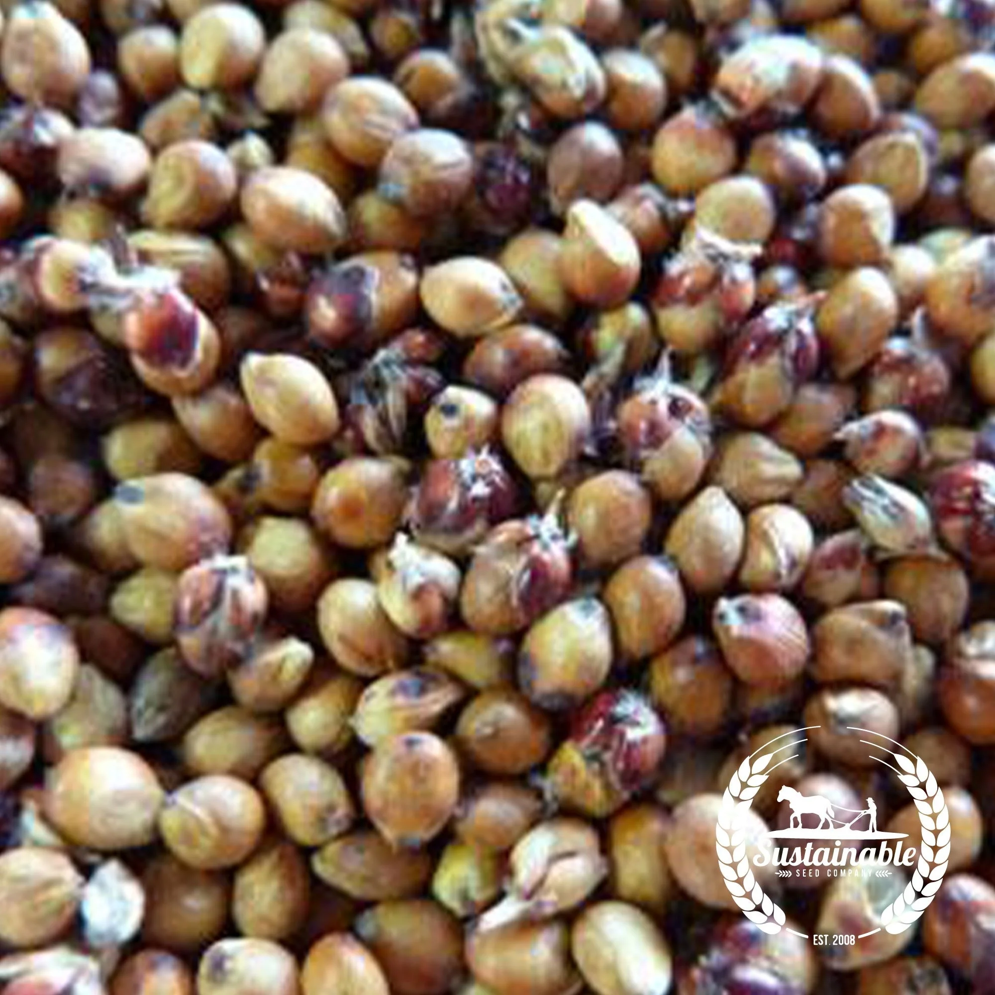 Best Quality Custom Made Wholesale Factory Price sorghum