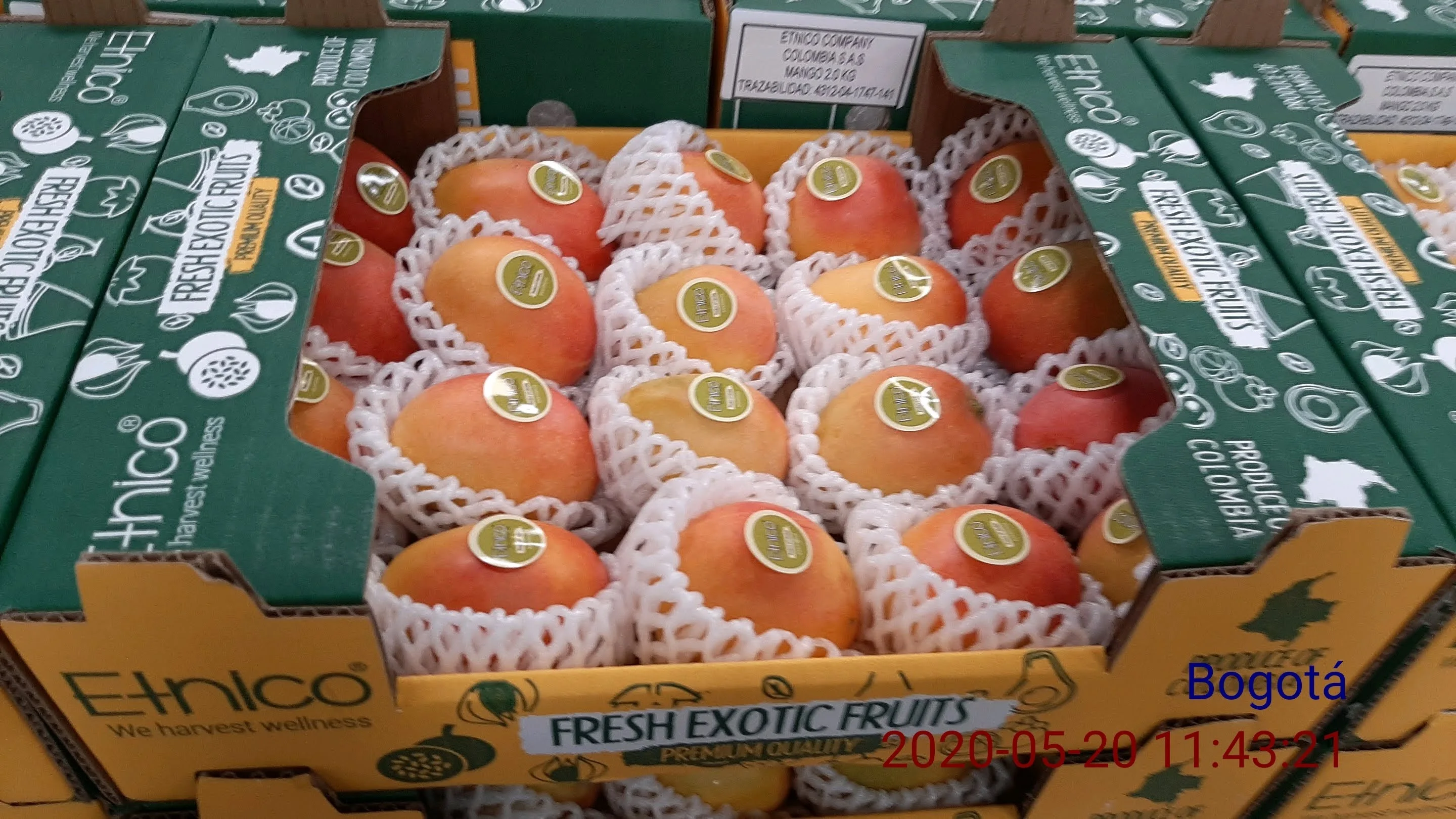 Premium Quality Fresh Fruit Colombian Mango Fresh Exotic Fruits Sugar Baby Mango