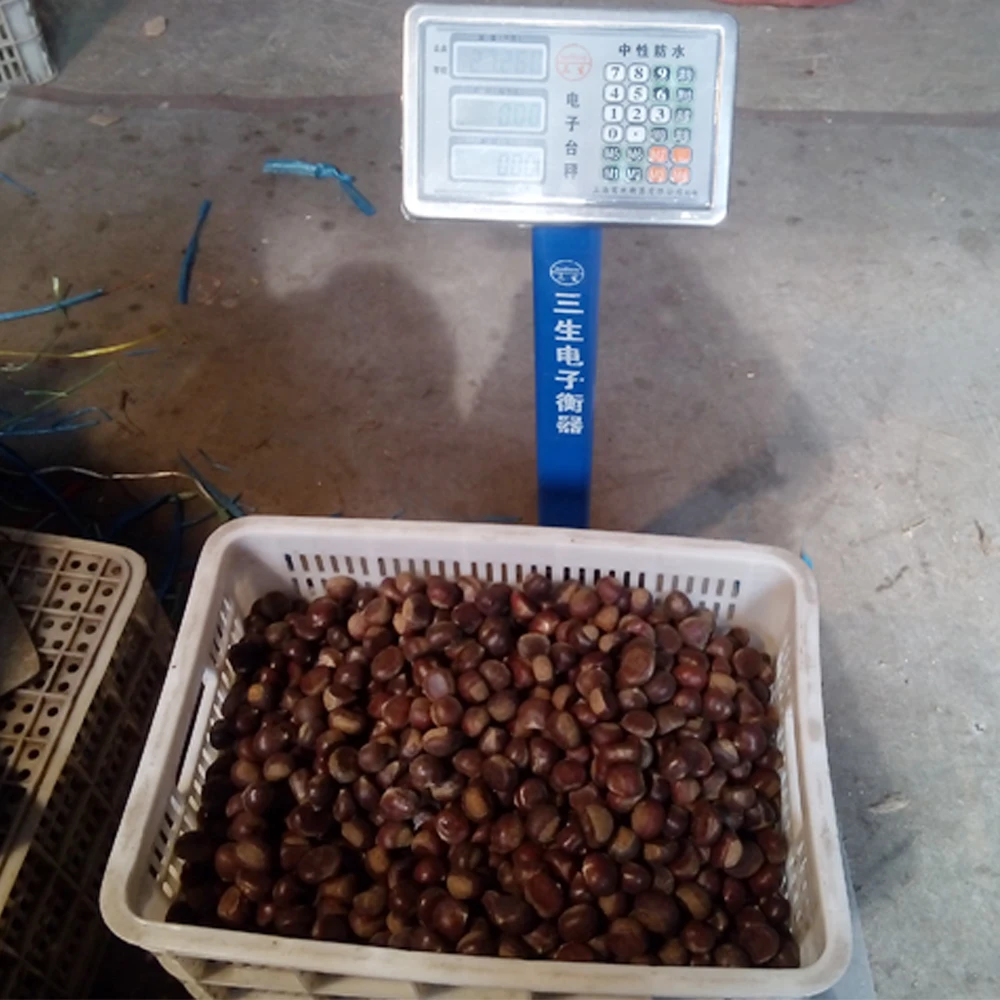 Новый свежий каштан 2021 года, большой размер, Шаньдун