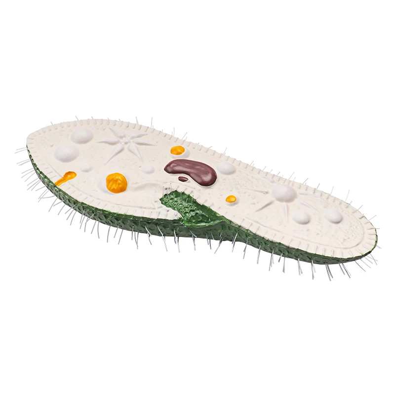 Single celled animals paramecium model