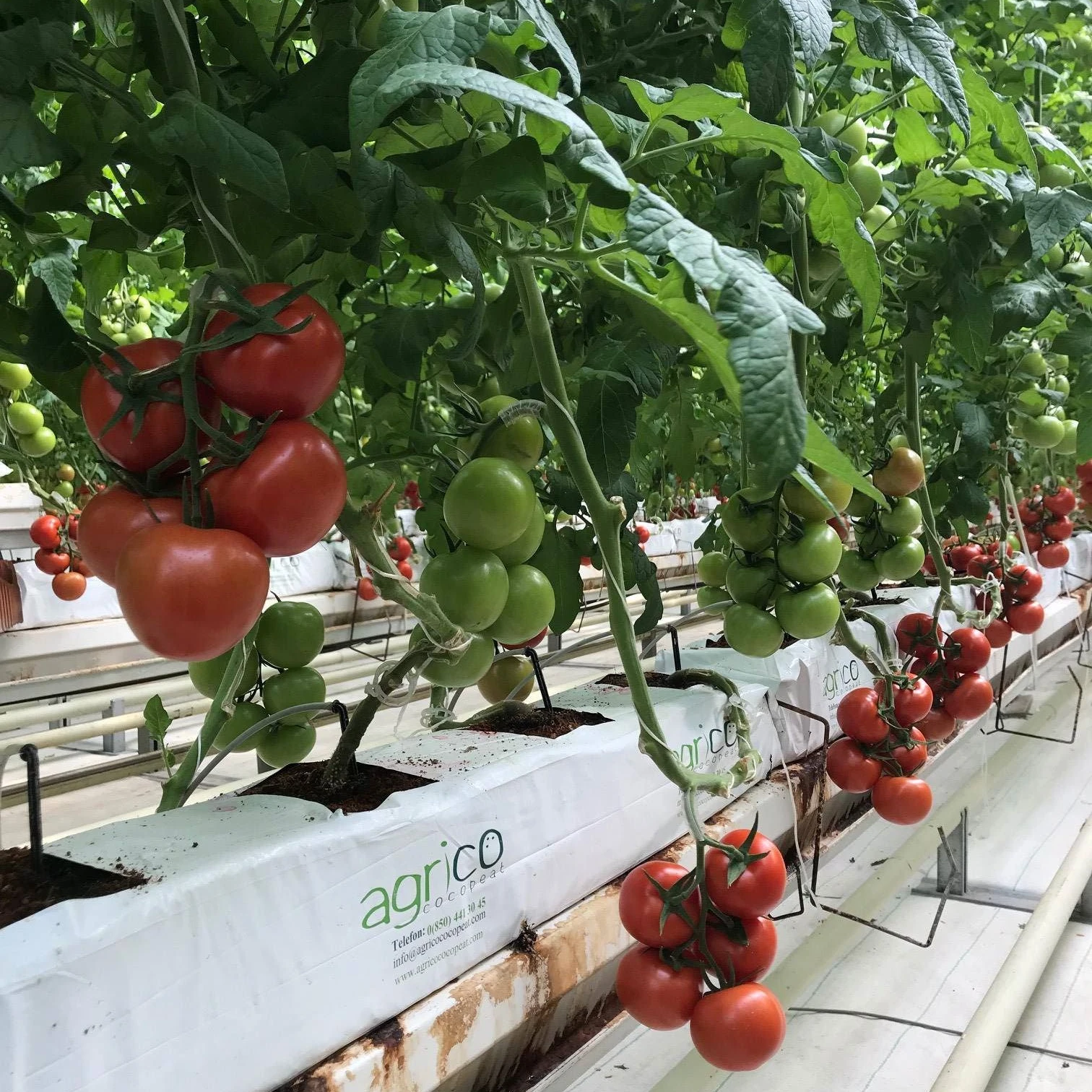 Hydroponics And Rock Wool Hydroponic Tomato Growing System Supplies For Greenhouse