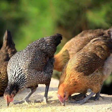 High Purity Factory Direct Sale Feed Grade Silicon Dioxide Powder for Poultry Feed Additives