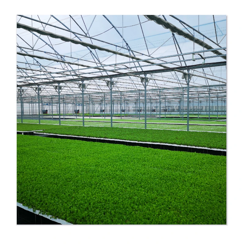 The Phoenix Greenhouses - Rise with Affordability, Durability and Wind Resistance