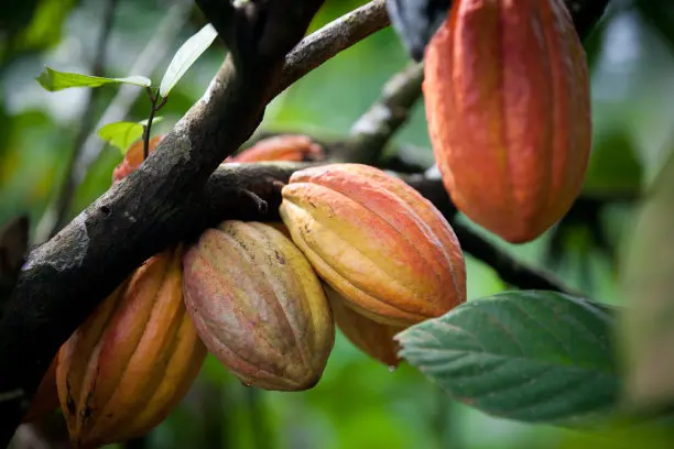 Organic Raw Cacao Powder Cocoa Extract Powder