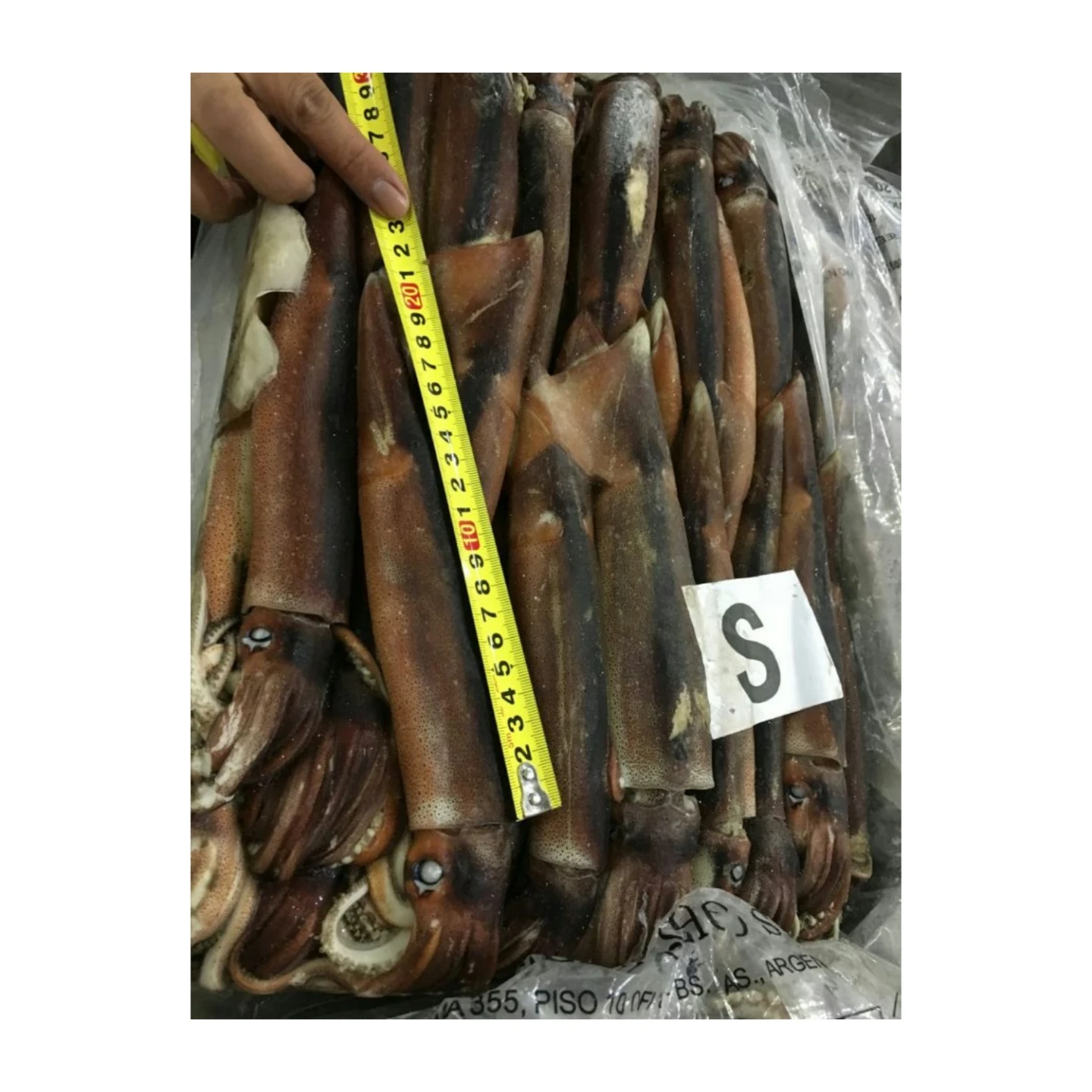 Высокое качество оптовая цена морепродукты большой размер кальмар Аргентина замороженные 800/900 Illex