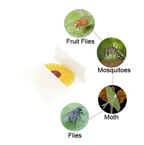Indoor Use Non-toxic Sunflower Window Transparent Fly Sticker Glue Trap