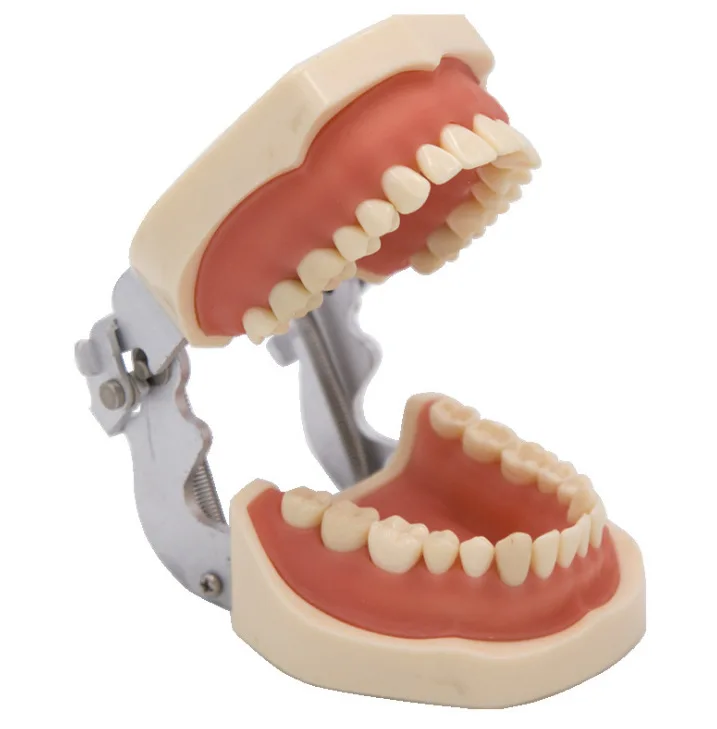 Dental Teach Study Removable Tooth Teach Practice Model Dental Practice Study teeth Practice model