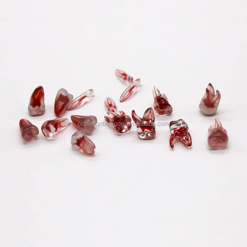 3D Dental Root  Teeth Model Orthodontic Endodontic Teeth Dental Endodontic Rotary Files Typodont Teeth Dentistry Materials
