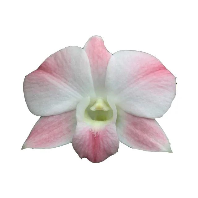 
Оптовая продажа розовых тайских цветов орхидеи Дендробиум-Премиум качество по лучшей цене 