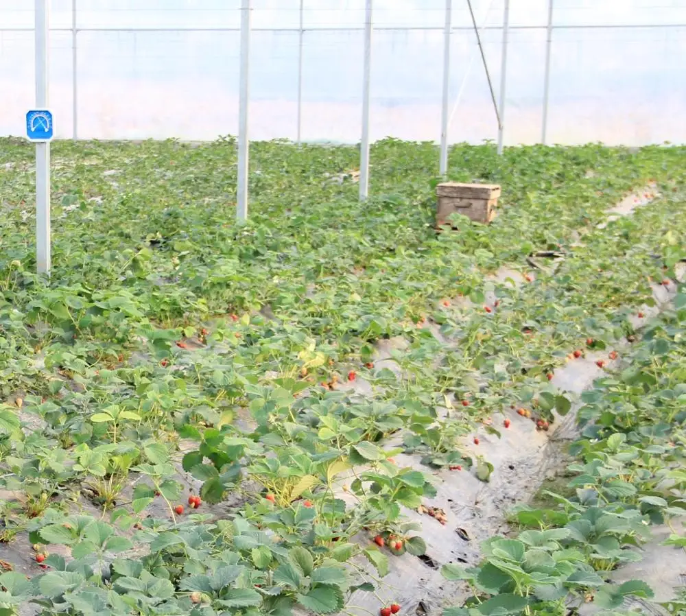 China Low Cost Energy Saving Solar Strawberry Film Multi-span Tunnel Plastic Film Greenhouse For Agricultural