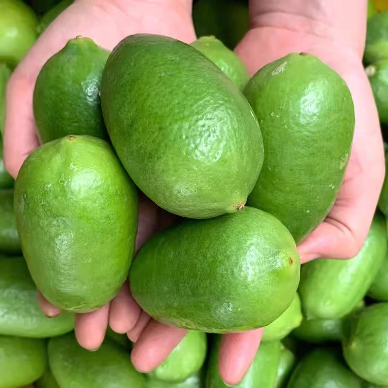China export high quality fresh seedless lemon fresh lime