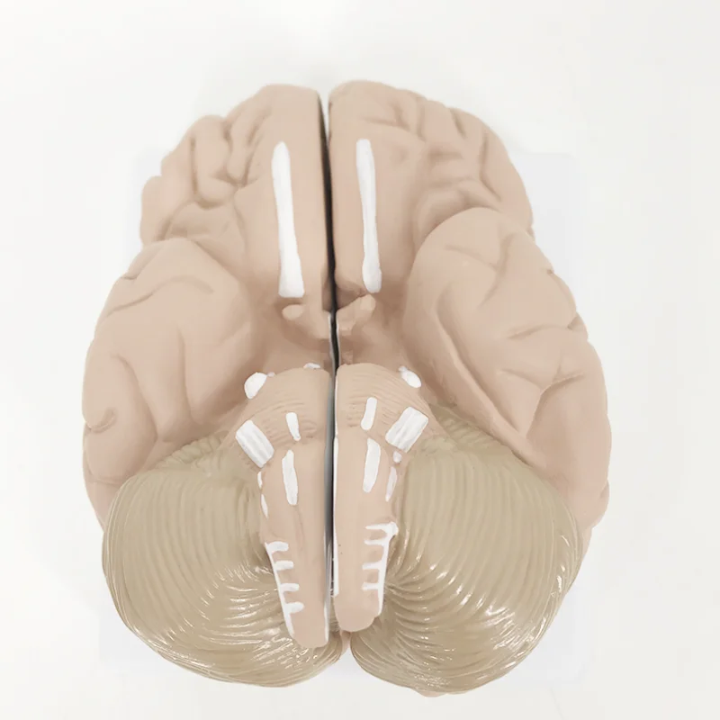 Высококачественная модель анатомии человеческого мозга BMN/N027 для медицинских