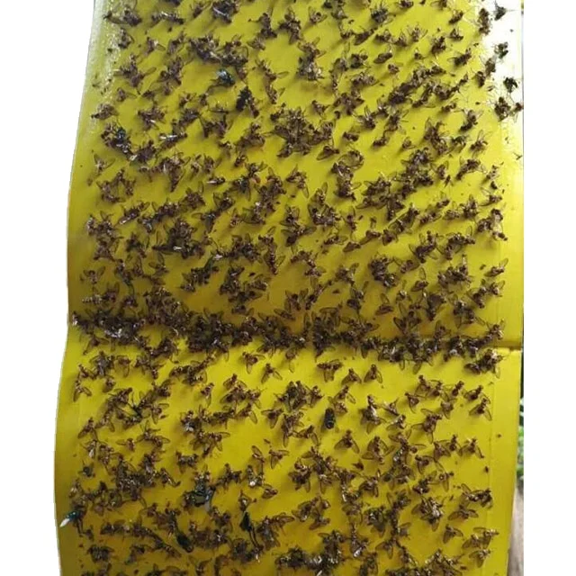 Paper insect sticky trap with pheromone in glue, flying insect trap for pest control