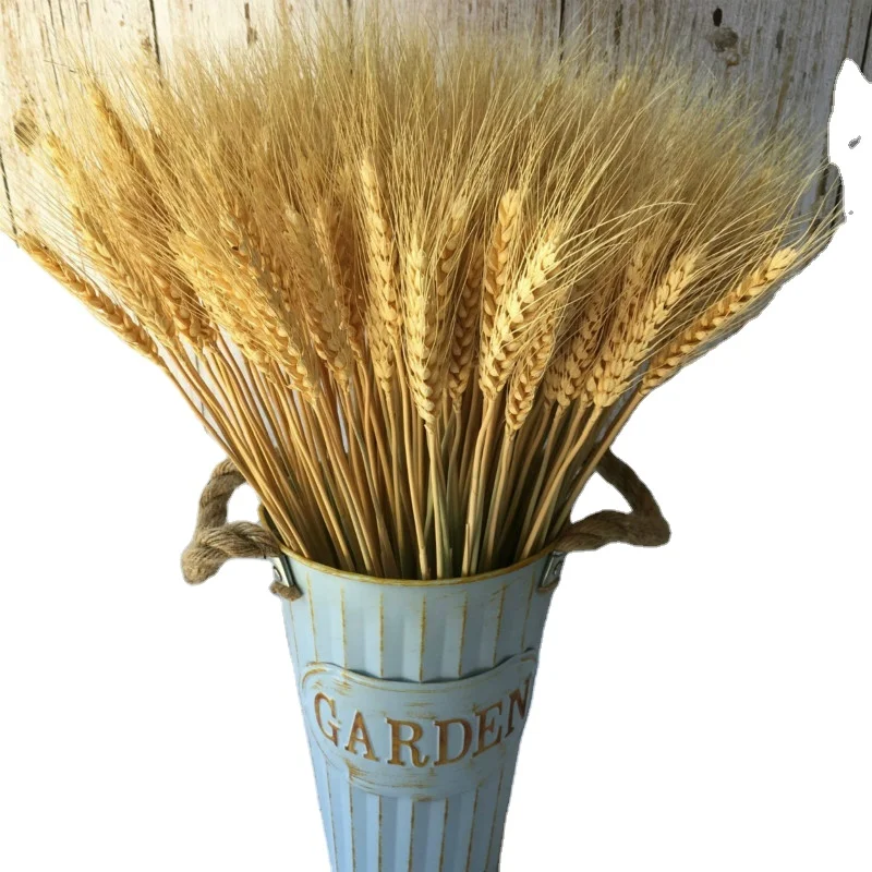 Nature decorate wheat grass dried flower wedding home hotel wheat straw flower