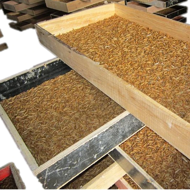 
non-gmo best price insect high protein parrot bird food 