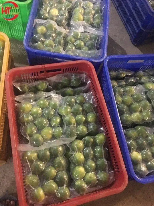 Wholesale Top Quality Fresh VIETNAMESE Green Lime/ Lemon cheapest price wholesale/ Lemon Fresh Lime in Bulk