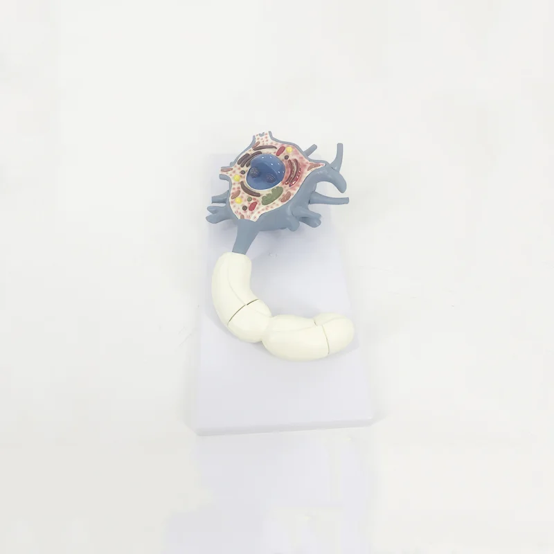 Модель анатомии человеческого нейрона BMN/N012 модель