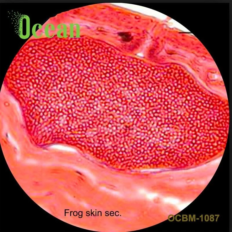 skin zoology slides for medical research on prepared microscope slide
