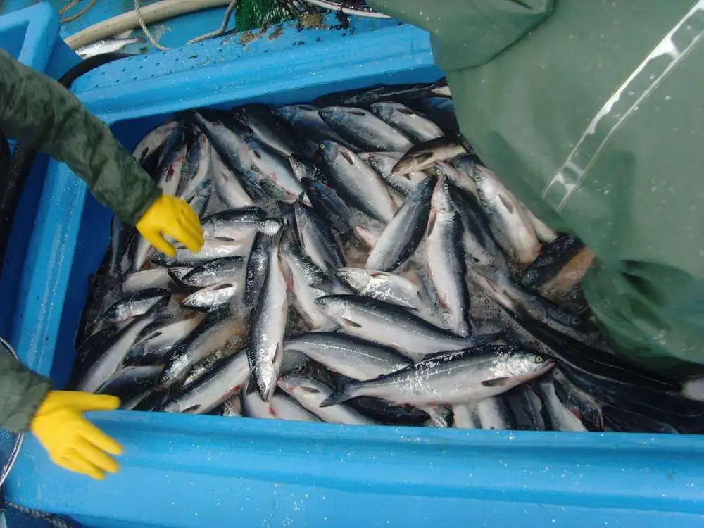 Korean Wholesale Hot Sale Best Selling Supplier Delicious Natural Frozen Seafood Fish Block Shape Trout