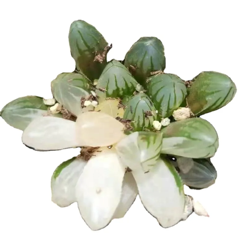 Artificial succulents plants haworthia wholesale ornamental indoor plants