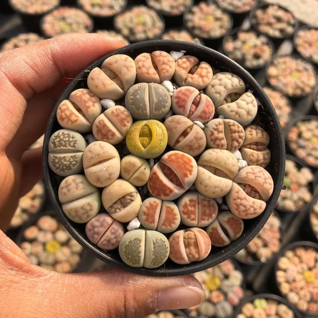 Горячая Распродажа 7 см горшок цветной литопс для помещений