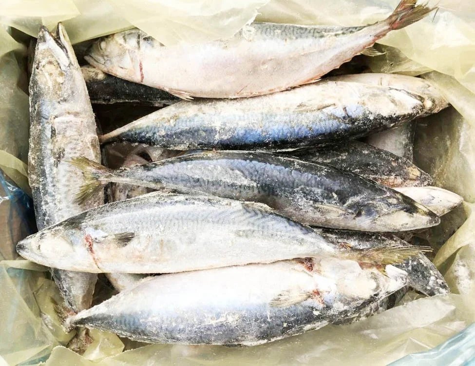 Замороженная Тихоокеанская скумбрия BQF латинская фамилия Scomber Japonicus