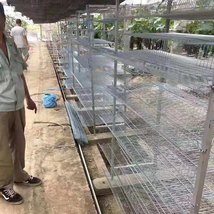Automatic feeder system 6 layers H type quail layers cage for eggs