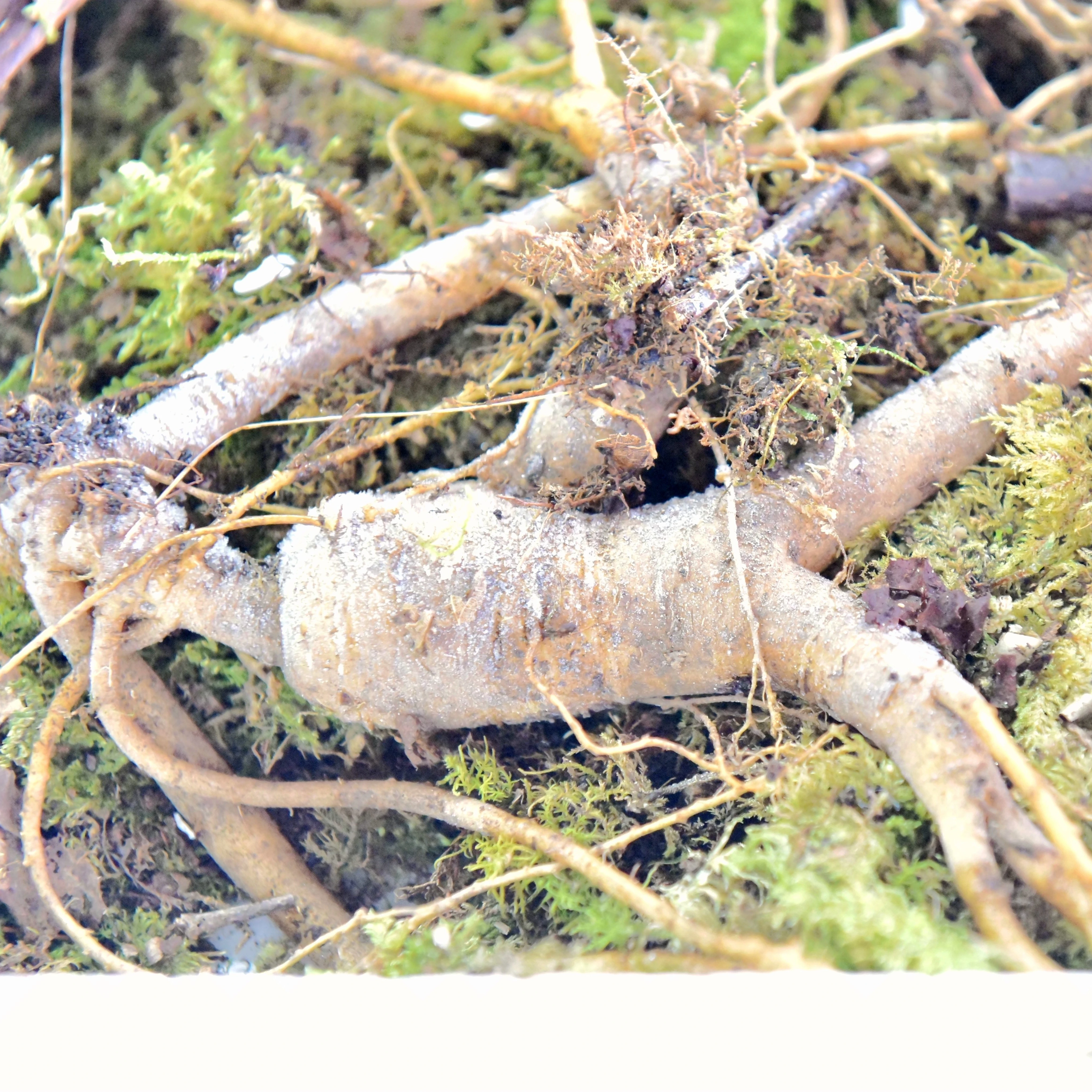 
Pure Wild Ginseng root Panax Ginseng Changbai Mountain Renshen Yeshanshen Organic herbs Jilin Beiyao 