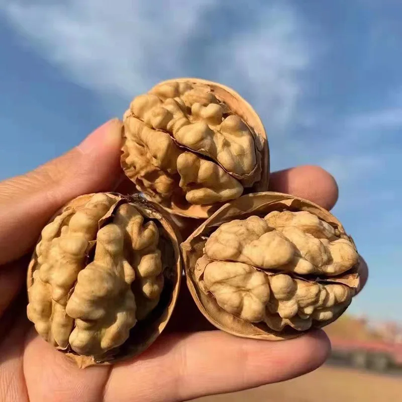 Excellent quality Thin-skin Raw Walnut without shell bulk wholesale Xingjiang walnut kernel