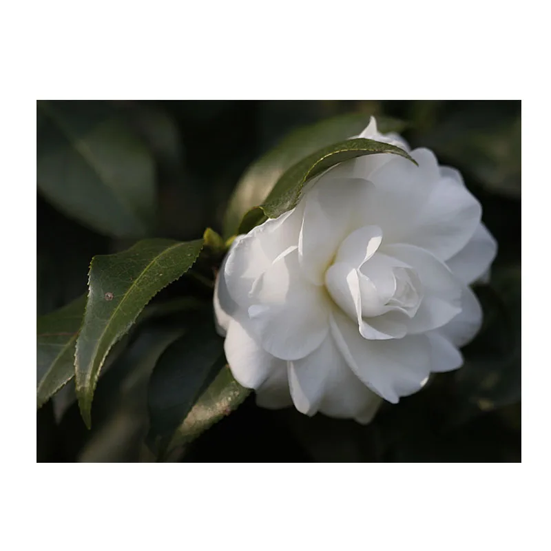 
camellia japonica / camellia flower bulbs seeds 