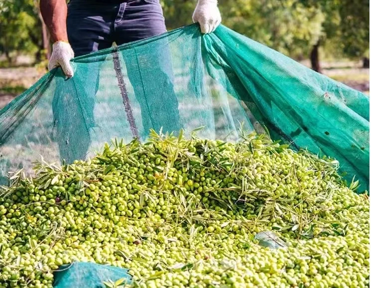 European Market  Olive Net 100% Virgin Hdpe Knitted Woven Olive Netting  for Olive Harvesting