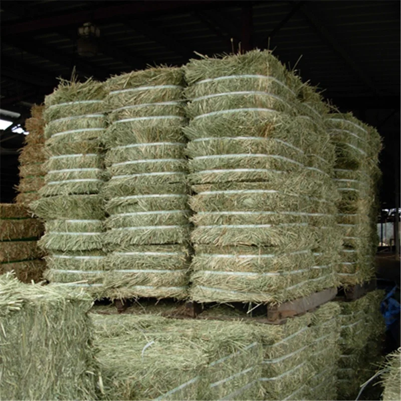 
American Good timothy grass for Dairy 