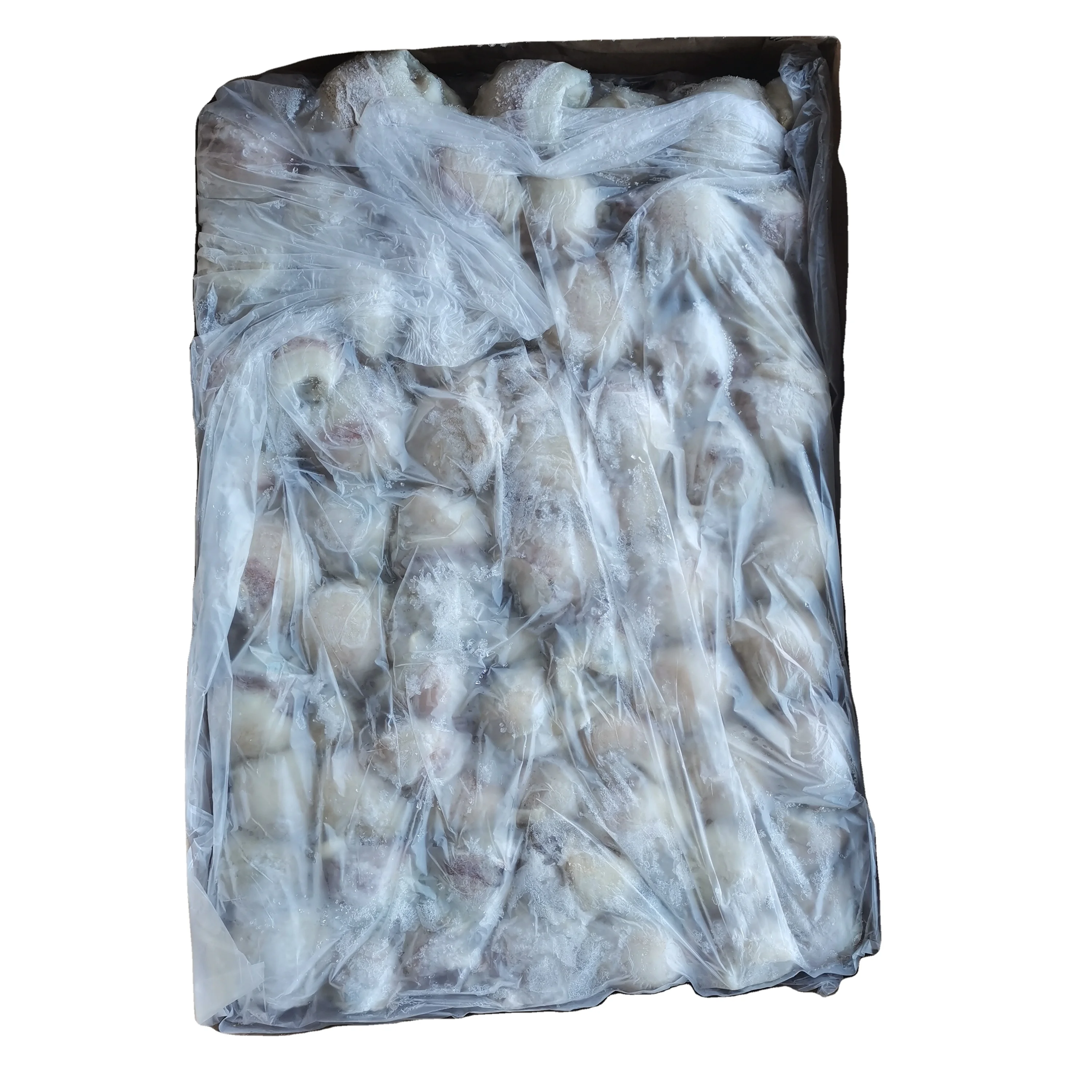 BQF Frozen Giant Squid Beaks