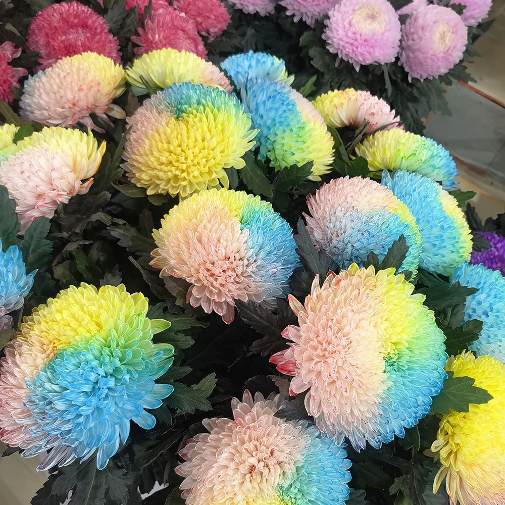 Wholesale Fresh Cut Rose Plants Spray Rose Rosa Yellow Orange Roses Bouquet Flower For Decoration