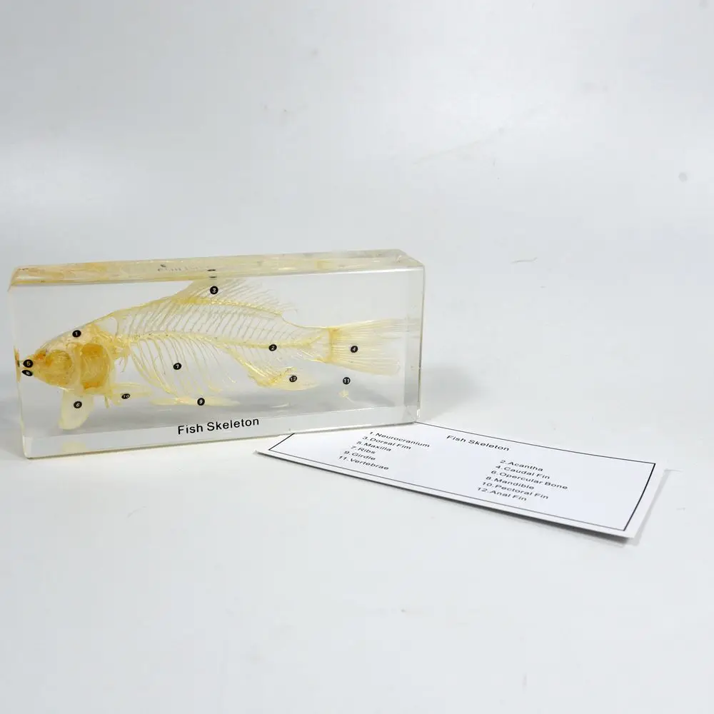 Real Animal Skeleton Education Model Fish Skeleton Resin Specimen Paperweight Teaching Resource for School Supplies