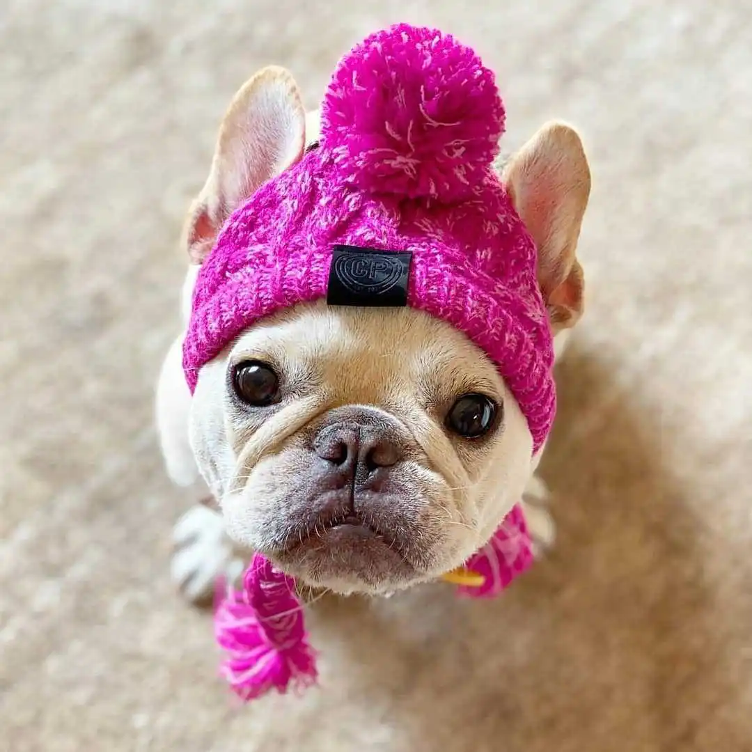 Pet hat colorful cute hat custom woven label logo winter knitted beanie hat with ball pet dog bulldog accessories plush puppy