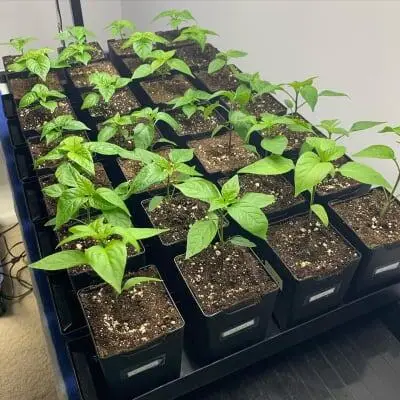 Best Selling Low Price PP Plastic Nursery Pots Black Grow Bucket Flower Pots Greenhouse Planters